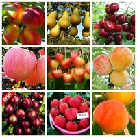 Саженцы плодовых яблоня,груша,слива,вишня,черешня,персик,абрикос и т.д